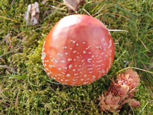 125216027_634837863854336_6407330147576158974_n